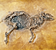 Prehistoric baby horse from Messel Pit Fossil Site  Senckenberg Forschungsinstitut und Naturmuseum (DZT)