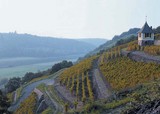 The view from a vineyard of the Elbe river near Meissen