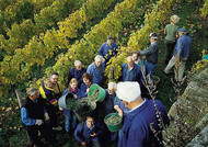People of all ages help with the grape harvests in the Palatinate vineyards