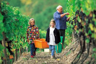 Two children helping the vintner to harvest his grapes