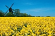 Flowering rapeseed in front of windmill